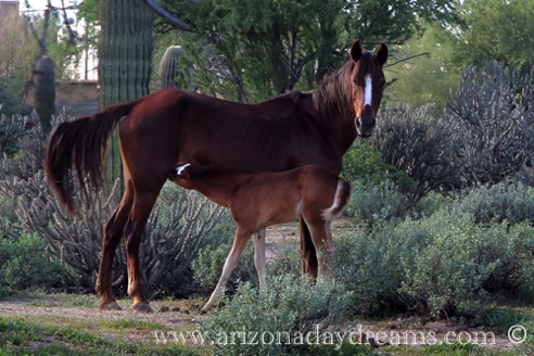 Foal Feeding
Vered River, Rio Verde, AZ.